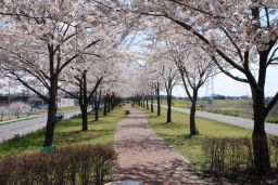 桜づつみの画像です。