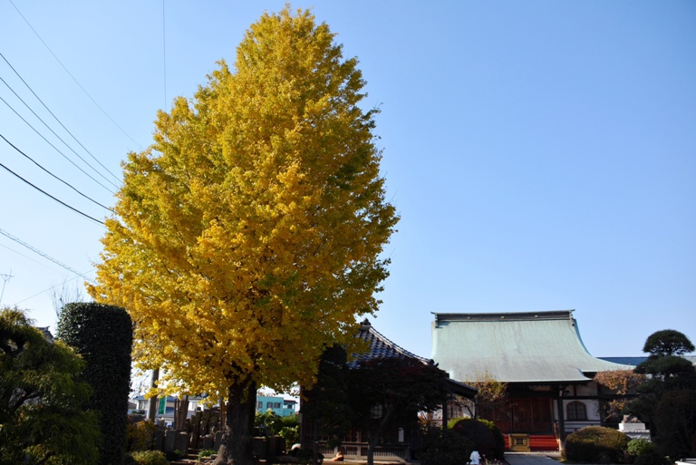紅葉