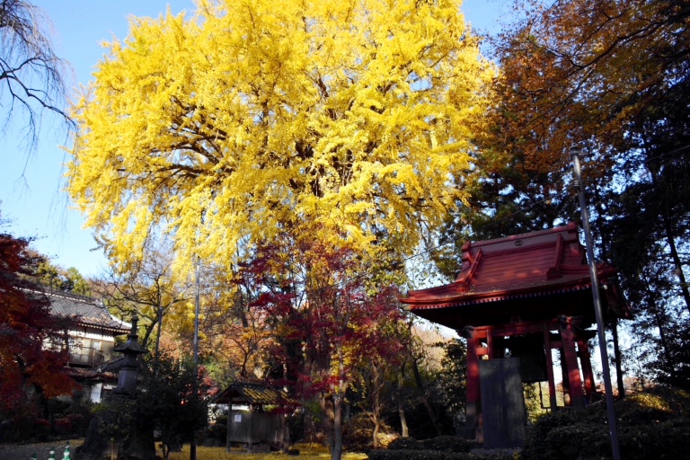 紅葉05