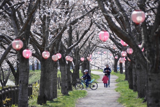 桜01