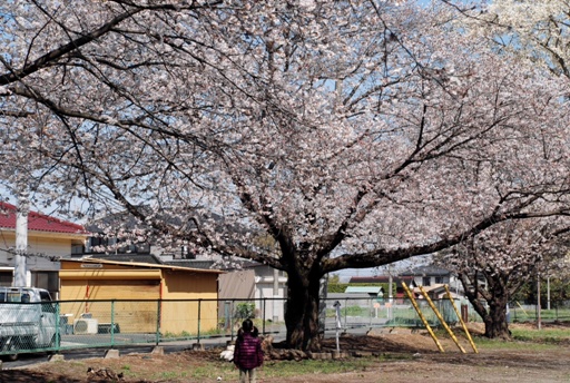 桜02