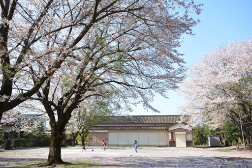 桜03