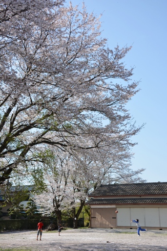 桜04