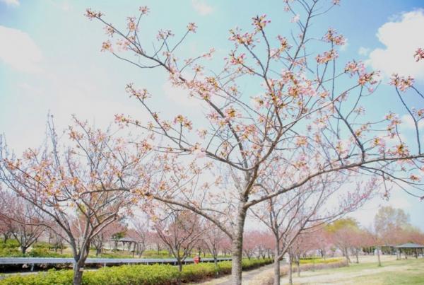 八重桜01