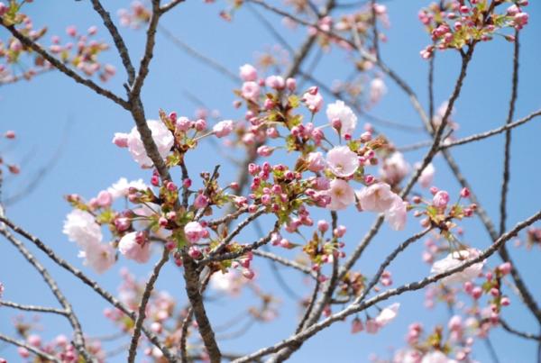 八重桜02