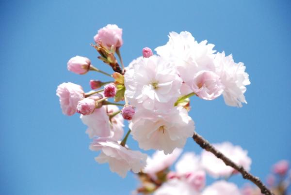 境町の八重桜 境町公式ホームページ