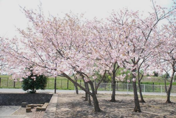 八重桜04