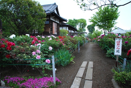 香取神社のぼたん苑02
