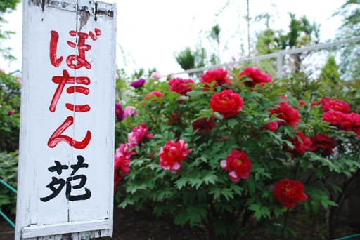 香取神社のぼたん苑05
