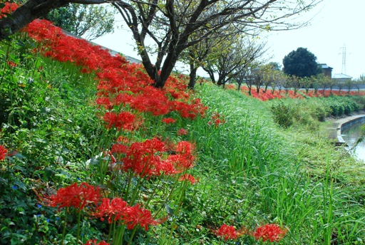 彼岸花01