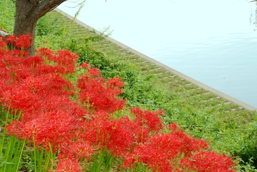 彼岸花03