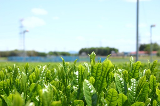 さしま茶01