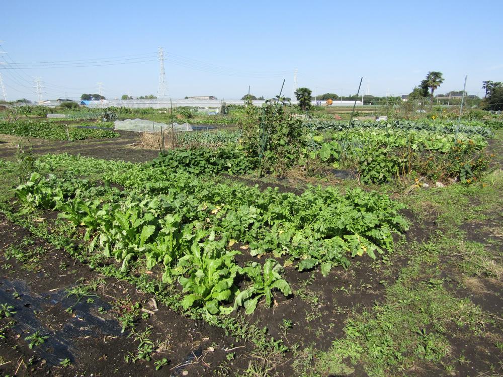 ふれあいの里家庭菜園（市民農園）