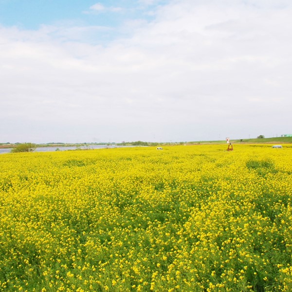 河川敷の菜の花