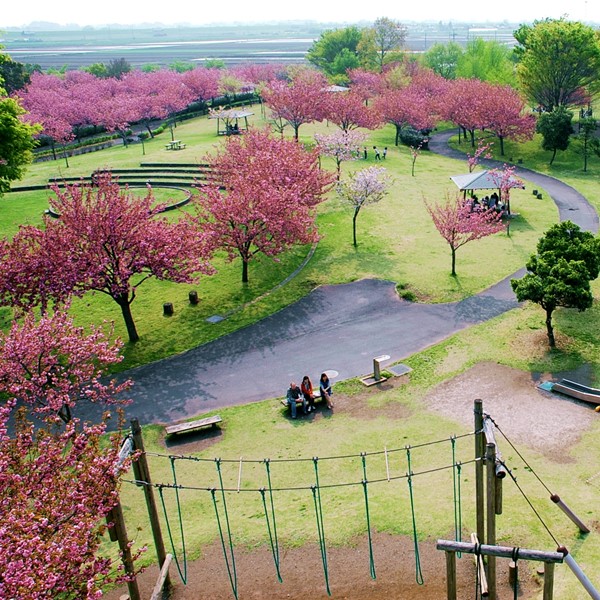 さくらの森の桜