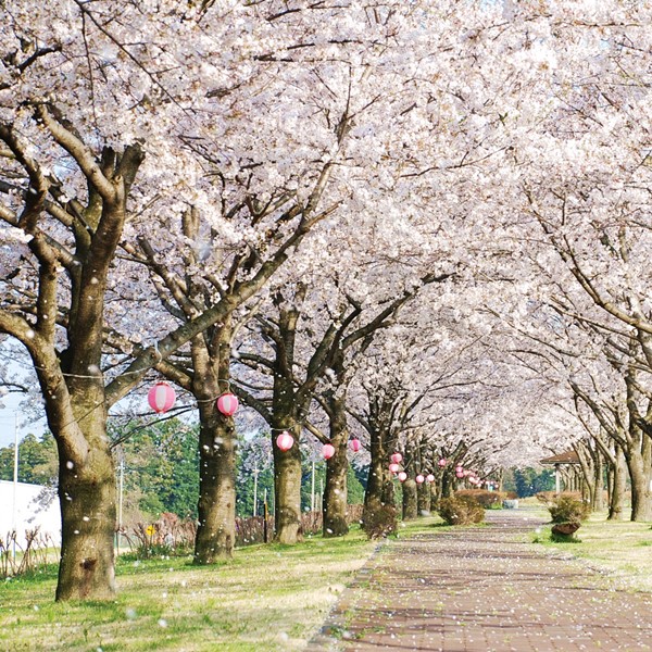 境の桜並木