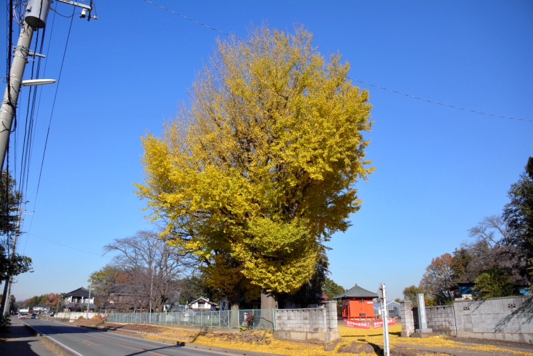 紅葉07