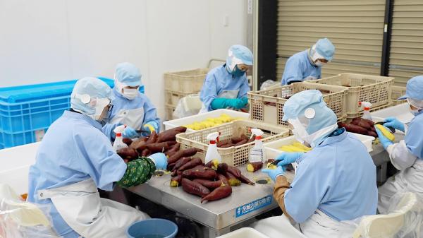 干し芋製造体験