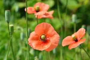 ナガミヒナゲシ近景