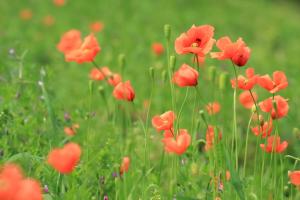 ナガミヒナゲシ全景